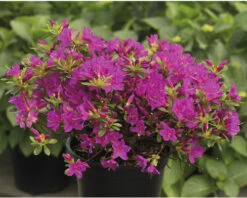 Japanische Azalee FloraSelf Rhododendron Obtusum 'Purpurtraum' H 25-30 Cm Co 3 L -Hornbach Gartenmarkt DV 8 10647138 02 4c DE 20230130104752