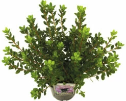 Hornbach Gartenmarkt -Hornbach Gartenmarkt DV 8 10647138 03 4c DE 20230131061657