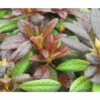 Großblumige Alpenrose FloraSelf Rhododendron Hybride 'Elizabeth' ® H 30-40 Cm Co 5 L -Hornbach Gartenmarkt DV 8 10647149 01 4c DE 20230209121800