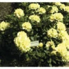 Ball-Rhododendron FloraSelf Rhododendron Yakushimanum 'Centennial Gold' H 30-40 Cm Co 5 L