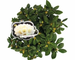 Ball-Rhododendron FloraSelf Rhododendron Yakushimanum 'Centennial Gold' H 30-40 Cm Co 5 L -Hornbach Gartenmarkt DV 8 10647154 03 4c DE 20230131061657