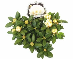 Ball-Rhododendron FloraSelf Rhododendron Yakushimanum 'Centennial Gold' H 30-40 Cm Co 5 L -Hornbach Gartenmarkt DV 8 10647154 04 4c DE 20230131061657