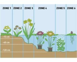 Schachtelhalm FloraSelf® Equisetum Scirpoides H 5-15 Cm Co 0,3 L 7 Schachtelhalm FloraSelf® Equisetum Scirpoides H 5-15 Cm Co 0,3 L -Hornbach Gartenmarkt DV 8 1919217 02 4c DE 20230421111659 33
