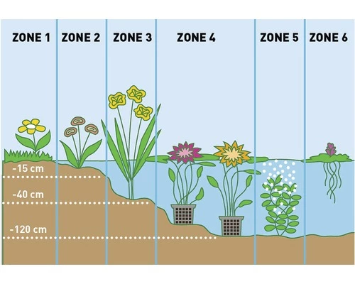 Schachtelhalm FloraSelf® Equisetum Scirpoides H 5-15 Cm Co 0,3 L 5 Schachtelhalm FloraSelf® Equisetum Scirpoides H 5-15 Cm Co 0,3 L – Bild 3