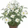 Chrysantheme FloraSelf Chrysanthemum Frutescens Ø 11 Cm Topf -Hornbach Gartenmarkt DV 8 1922083 004 4c RO 20170512094902