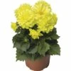 Dahlie FloraSelf Dahlia X Hybride Ø 12 Cm Topf -Hornbach Gartenmarkt DV 8 1922129 02 4c CH 20200108114659