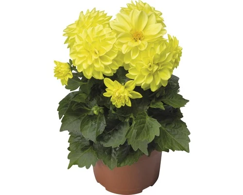 Dahlie FloraSelf Dahlia X Hybride Ø 12 Cm Topf 3 Dahlie FloraSelf Dahlia X Hybride Ø 12 Cm Topf