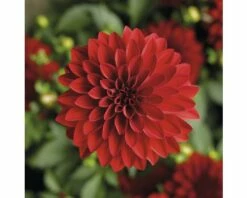 Dahlie FloraSelf Dahlia X Hybride Ø 12 Cm Topf 7 Dahlie FloraSelf Dahlia X Hybride Ø 12 Cm Topf -Hornbach Gartenmarkt DV 8 1922129 04 4c CH 20170718045343