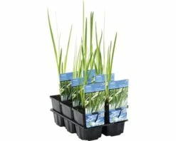 Duftende Teichpflanzen Set FloraSelf Für 500 L Teich -Hornbach Gartenmarkt DV 8 1923428 01 4c DE 20220301074654