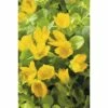 Pfennigkraut FloraSelf Lysimachia Numularia Ø 9 Cm Topf 1 Pfennigkraut FloraSelf Lysimachia Numularia Ø 9 Cm Topf -Hornbach Gartenmarkt DV 8 1923542 01 4c DE 20150828101149