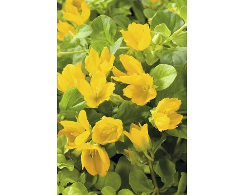 Pfennigkraut FloraSelf Lysimachia Numularia Ø 9 Cm Topf 3 Pfennigkraut FloraSelf Lysimachia Numularia Ø 9 Cm Topf