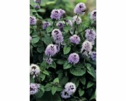 Naturteich Teichpflanzen Set FloraSelf Für 1000 L Teich 14 Naturteich Teichpflanzen Set FloraSelf Für 1000 L Teich -Hornbach Gartenmarkt DV 8 1923564 02 4c DE 20220228141658 8