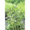Bachbunge FloraSelf Veronica Beccabunga H 10-20 Cm Co 0,6 L -Hornbach Gartenmarkt DV 8 1923699 01 4c DE 20191203094751
