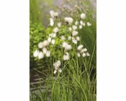 Teichpflanzen Set 4 Jahreszeiten FloraSelf Für 500 L Teich -Hornbach Gartenmarkt DV 8 1923724 01 4c DE 20220228141658