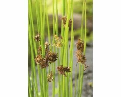 Flatterbinse FloraSelf Juncus Effusus H 5-40 Cm Co 0,5 L (6 Stk.) 6 Flatterbinse FloraSelf Juncus Effusus H 5-40 Cm Co 0,5 L (6 Stk.) -Hornbach Gartenmarkt DV 8 1923746 02 4c DE 20210118131755