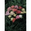 Gewöhnlichen Schafgarbe FloraSelf Achillea Millefolium Co 3 L