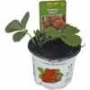FloraSelf Erdbeere Fragaria X Ananassa 'Ostara' Ø 9 Cm Topf -Hornbach Gartenmarkt DV 8 1942967 02 4c RO 20210111124750