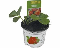 FloraSelf Erdbeere Fragaria X Ananassa 'Ostara' Ø 9 Cm Topf
