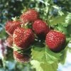 Erdbeere FloraSelf Fragaria X Ananassa 'Ostara' 6 Stk. -Hornbach Gartenmarkt DV 8 1942967 c 20190221101753