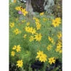 Mädchenauge Quirlblättriges Mädchenauge FloraSelf Coreopsis Verticillata H 10-40 Cm Co 3 L -Hornbach Gartenmarkt DV 8 1949526 01 4c DE 20220715124652