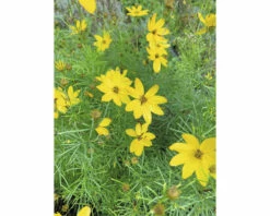 Mädchenauge Quirlblättriges Mädchenauge FloraSelf Coreopsis Verticillata H 10-40 Cm Co 3 L -Hornbach Gartenmarkt DV 8 1949526 02 4c DE 20220715124652