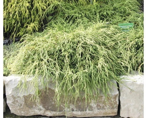 Grüne Faden-Scheinzypresse FloraSelf Chamaecyparis Pisifera 'Filifera Nana' H 20-25 Cm Co 2 L 4 Grüne Faden-Scheinzypresse FloraSelf Chamaecyparis Pisifera 'Filifera Nana' H 20-25 Cm Co 2 L – Bild 2