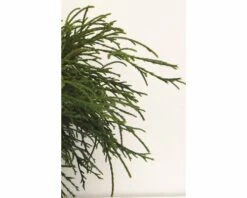 Grüne Faden-Scheinzypresse FloraSelf Chamaecyparis Pisifera 'Filifera Nana' H 20-25 Cm Co 2 L 8 Grüne Faden-Scheinzypresse FloraSelf Chamaecyparis Pisifera 'Filifera Nana' H 20-25 Cm Co 2 L -Hornbach Gartenmarkt DV 8 1954729 03 4c DE 20200220081651
