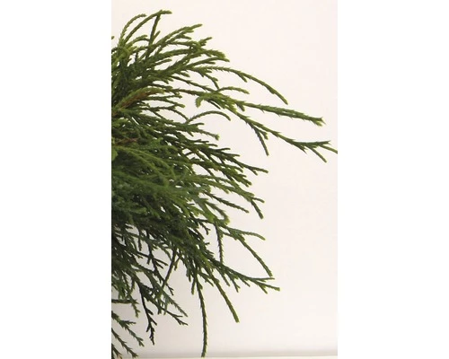 Grüne Faden-Scheinzypresse FloraSelf Chamaecyparis Pisifera 'Filifera Nana' H 20-25 Cm Co 2 L 5 Grüne Faden-Scheinzypresse FloraSelf Chamaecyparis Pisifera 'Filifera Nana' H 20-25 Cm Co 2 L – Bild 3