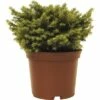Kissenfichte FloraSelf Picea Abies 'Little Gem' H 15-20 Cm Co 2 L 1 Kissenfichte FloraSelf Picea Abies 'Little Gem' H 15-20 Cm Co 2 L -Hornbach Gartenmarkt DV 8 1955437 01 4c DE 20190129130902