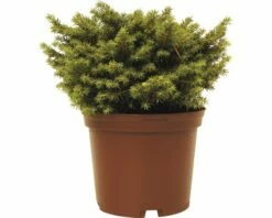 Kissenfichte FloraSelf Picea Abies 'Little Gem' H 15-20 Cm Co 2 L