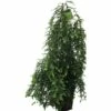Kanandische Hemlocktanne FloraSelf Tsuga Canadensis H 60-80 Cm Co 10 L 1 Kanandische Hemlocktanne FloraSelf Tsuga Canadensis H 60-80 Cm Co 10 L -Hornbach Gartenmarkt DV 8 1957080 01 4c DE 20190129131615