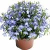 Hängelobelie FloraSelf Lobelia Richardii Ø 10,5 Cm Topf -Hornbach Gartenmarkt DV 8 1957159 02 4c CH 20201110074751