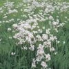 Wiesen-Schaumkraut FloraSelf Cardamine Pratensis H 10-30 Cm Co 0,6 L -Hornbach Gartenmarkt DV 8 1957671 01 4c DE 20200221101652