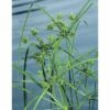 Zyperngras FloraSelf Cyperus Alternifolius Ø 9 Cm Topf 2 Zyperngras FloraSelf Cyperus Alternifolius Ø 9 Cm Topf -Hornbach Gartenmarkt DV 8 1957762 01 4c DE 20190322114657 1