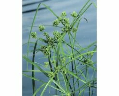 Zyperngras FloraSelf Cyperus Alternifolius Ø 9 Cm Topf