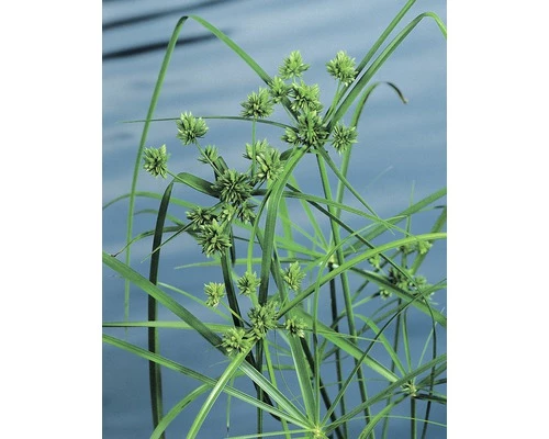 Zyperngras FloraSelf Cyperus Alternifolius Ø 9 Cm Topf 3 Zyperngras FloraSelf Cyperus Alternifolius Ø 9 Cm Topf