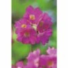 Himalajaprimel FloraSelf Primula Rosea Ø 9 Cm Topf 1 Himalajaprimel FloraSelf Primula Rosea Ø 9 Cm Topf -Hornbach Gartenmarkt DV 8 1958254 01 4c DE 20220228124800 2