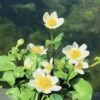 Weiße Sumpfdotterblume FloraSelf Caltha Palustris 'Alba' H 10-40 Cm Co 0,6 L -Hornbach Gartenmarkt DV 8 1960050 01 4c DE 20191203091757