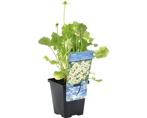 Weiße Sumpfdotterblume FloraSelf Caltha Palustris 'Alba' H 10-40 Cm Co 0,6 L 4 Weiße Sumpfdotterblume FloraSelf Caltha Palustris 'Alba' H 10-40 Cm Co 0,6 L – Bild 2