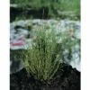 Schachtelhalm FloraSelf® Equisetum Scirpoides H 5-15 Cm Co 0,3 L -Hornbach Gartenmarkt DV 8 1960141 01 4c DE 20190311164759