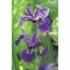 Sumpfiris FloraSelf Iris Versicolor Ø 9 Cm Topf -Hornbach Gartenmarkt DV 8 1960298 01 4c DE 20150828101122