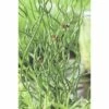 Korkenzieherbinze FloraSelf Juncus Effuses 'Spiralis' Ø 9 Cm Topf -Hornbach Gartenmarkt DV 8 1960301 01 4c DE 20150828130647