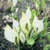 Weiße Scheinkalla FloraSelf Lysichiton Camtschatcensis H 10-60 Cm Co 0,6 L -Hornbach Gartenmarkt DV 8 1960345 01 4c DE 20190430121651