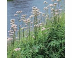 Duftende Teichpflanzen Set FloraSelf Für 500 L Teich -Hornbach Gartenmarkt DV 8 1960652 01 4c DE 20220228121756