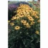 Sonnenhut FloraSelf Rudbeckia Fulgida 'Goldsturm' Co 3 L