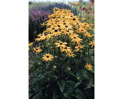 Sonnenhut FloraSelf Rudbeckia Fulgida 'Goldsturm' Co 3 L 3 Sonnenhut FloraSelf Rudbeckia Fulgida 'Goldsturm' Co 3 L