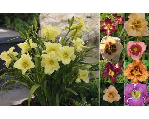 Taglilie FloraSelf Hemerocallis Hybride H 10-40 Cm Co 3 L 3 Taglilie FloraSelf Hemerocallis Hybride H 10-40 Cm Co 3 L