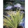 Zwergkalmus Gelbbunt FloraSelf Acorus Gramineus 'Ogon' Ø 9 Cm Topf -Hornbach Gartenmarkt DV 8 1960992 01 4c DE 20150828104832