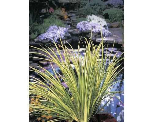 Zwergkalmus Gelbbunt FloraSelf Acorus Gramineus 'Ogon' Ø 9 Cm Topf 3 Zwergkalmus Gelbbunt FloraSelf Acorus Gramineus 'Ogon' Ø 9 Cm Topf