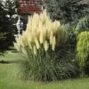 Kleines Pampasgras, Zwerg-Pampasgras FloraSelf Cortaderia Selloana 'Pumila' H 15-100 Cm Co 6 L -Hornbach Gartenmarkt DV 8 1962545 01 20210422101650
